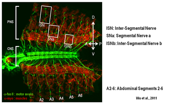 Axon Guidance and Neural Circuit Formation